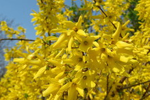 drożdżowy nawóz do forsycji