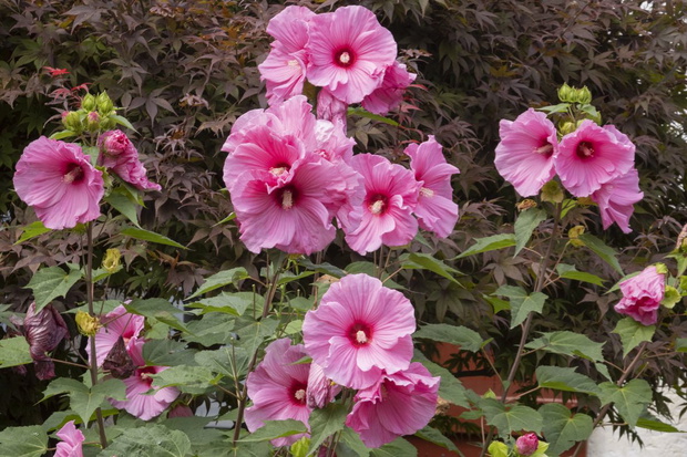 hibiskus bylinowy uprawa