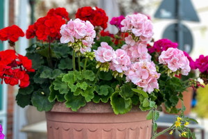 Odżywka do pelargonii z drożdży