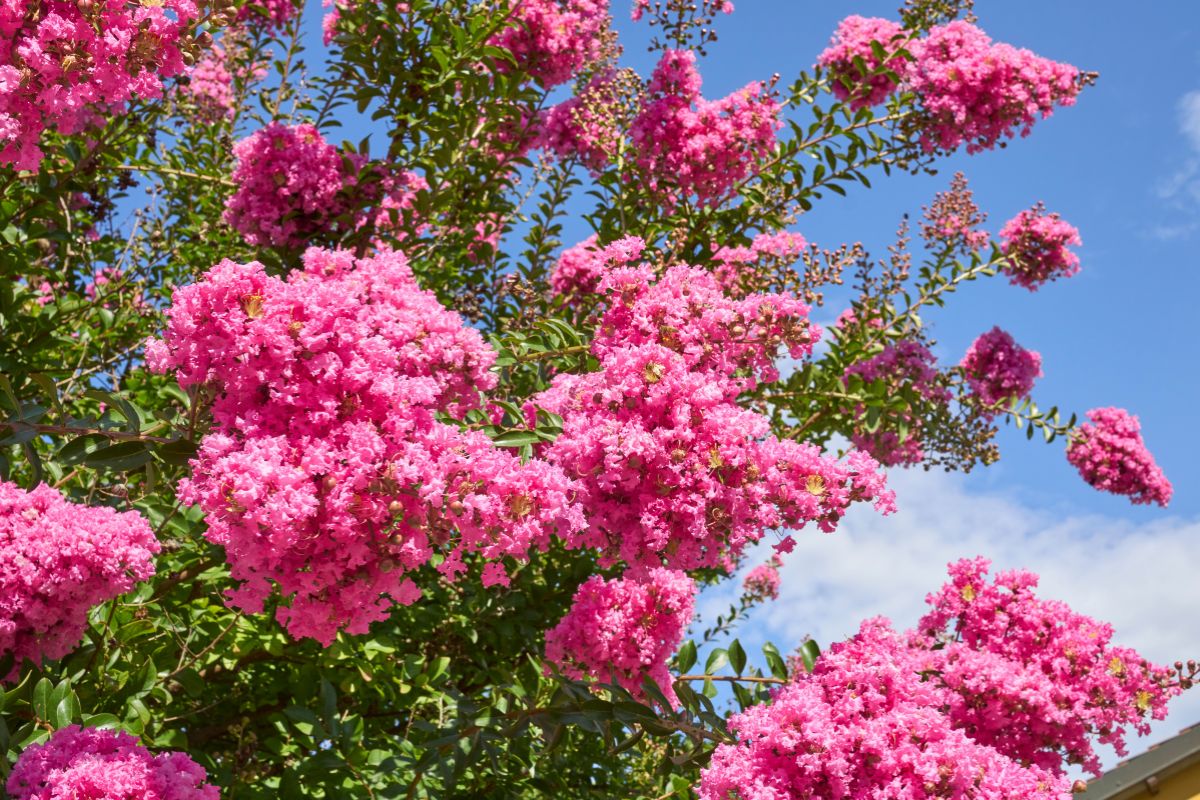 Lagerstroemia indyjska
