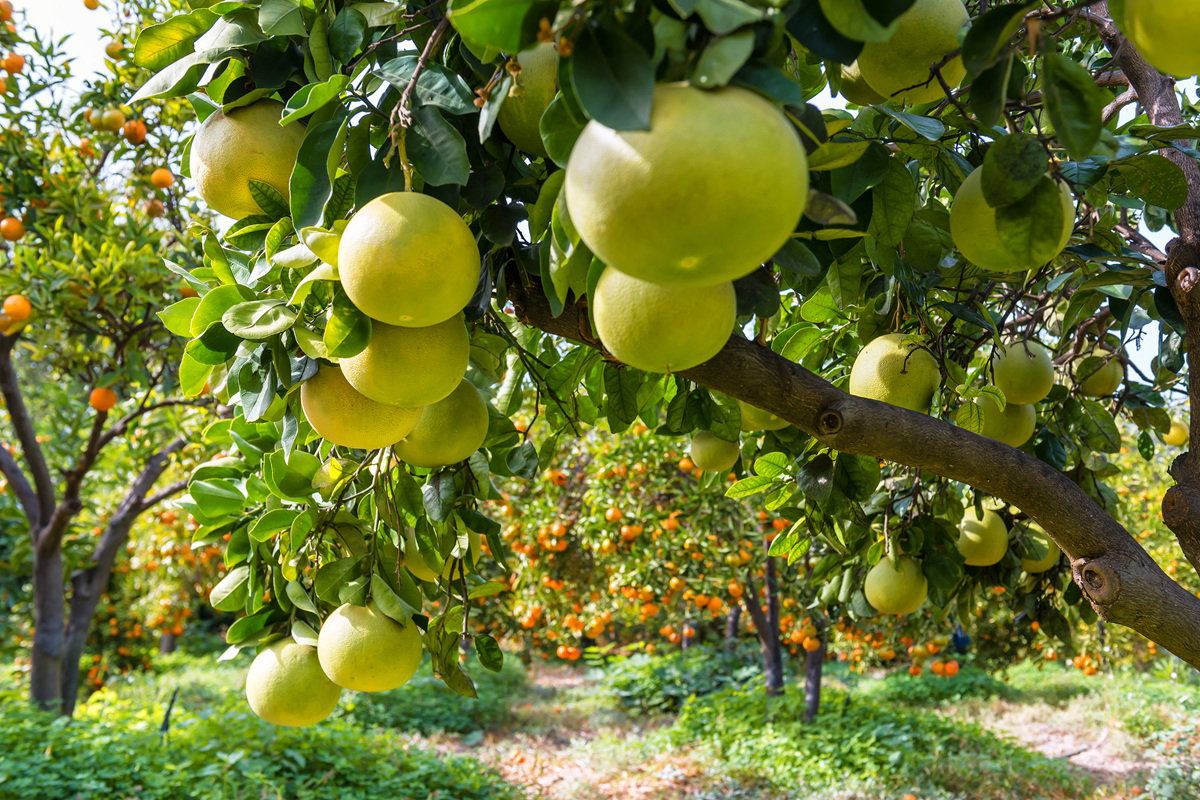 pomelo witamina C