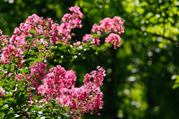 Lagerstroemia indyjska uprawa