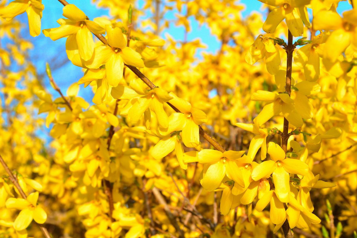 nawóz do forsycji z banana