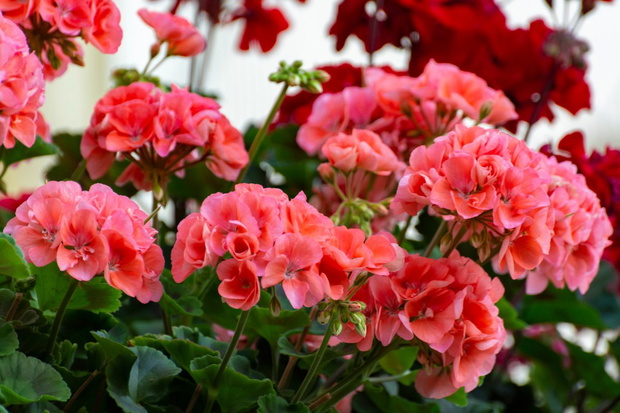 Nawóz do pelargonii z drożdży