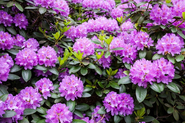 domowy nawóz do rododendrona z aspiryny