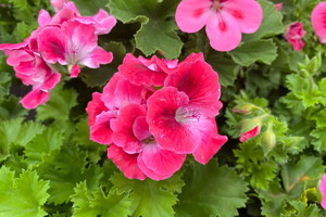 nawoz do pelargonii z łupin cebuli