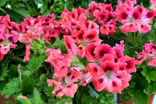 jak zrobić nawóz do pelargonii z fusów kawy