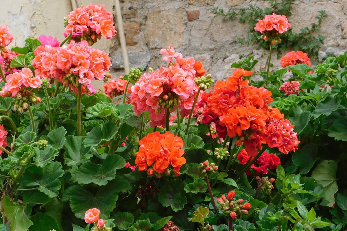 nawóz do pelargonii z fusów kawy