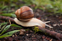 pomarańcza na ślimaki