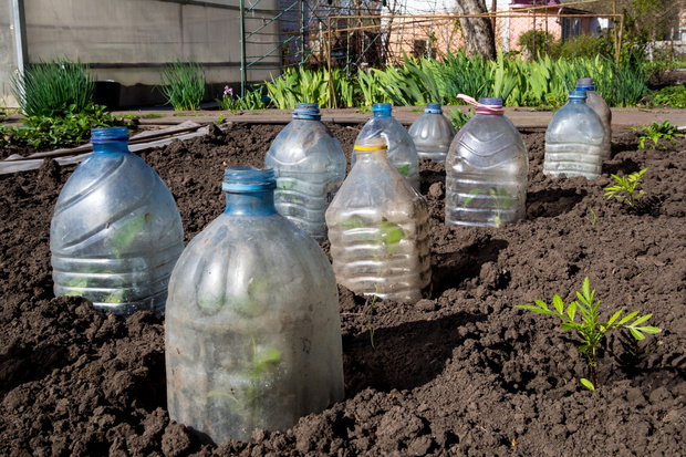 butelki plastikowe jako osłonki przed przymrozkiem w zimną Zośkę