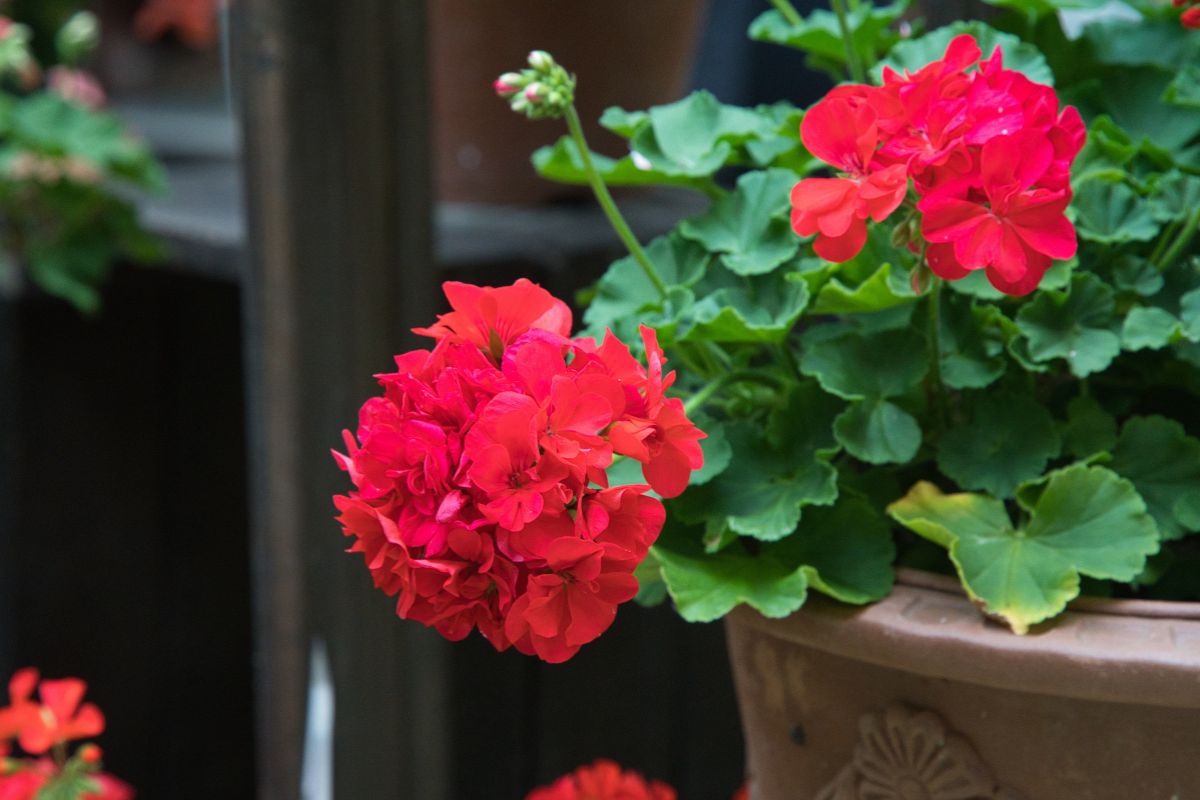 Nawóz do pelargonii ze skorupek jaj