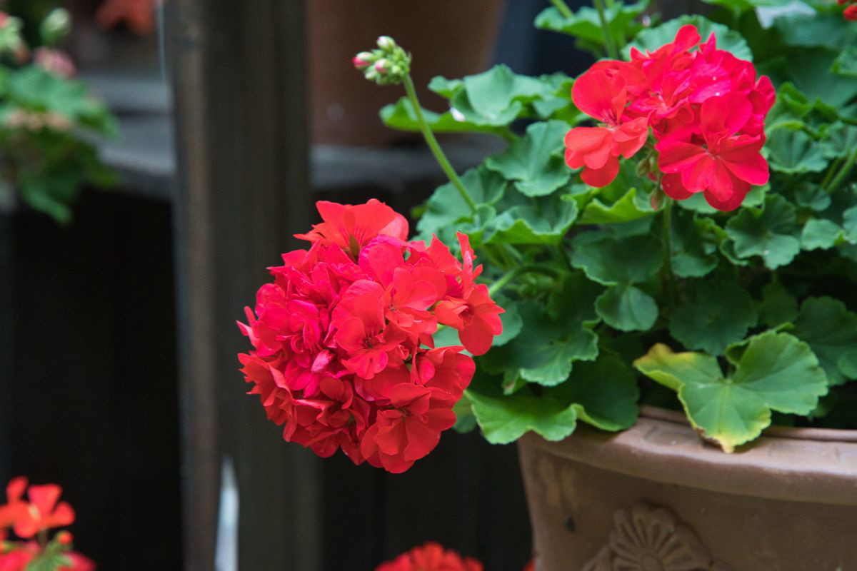 Nawóz do pelargonii ze skorupek jaj