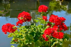 Nawóz do pelargonii z soczewicy