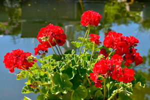 Nawóz do pelargonii z soczewicy
