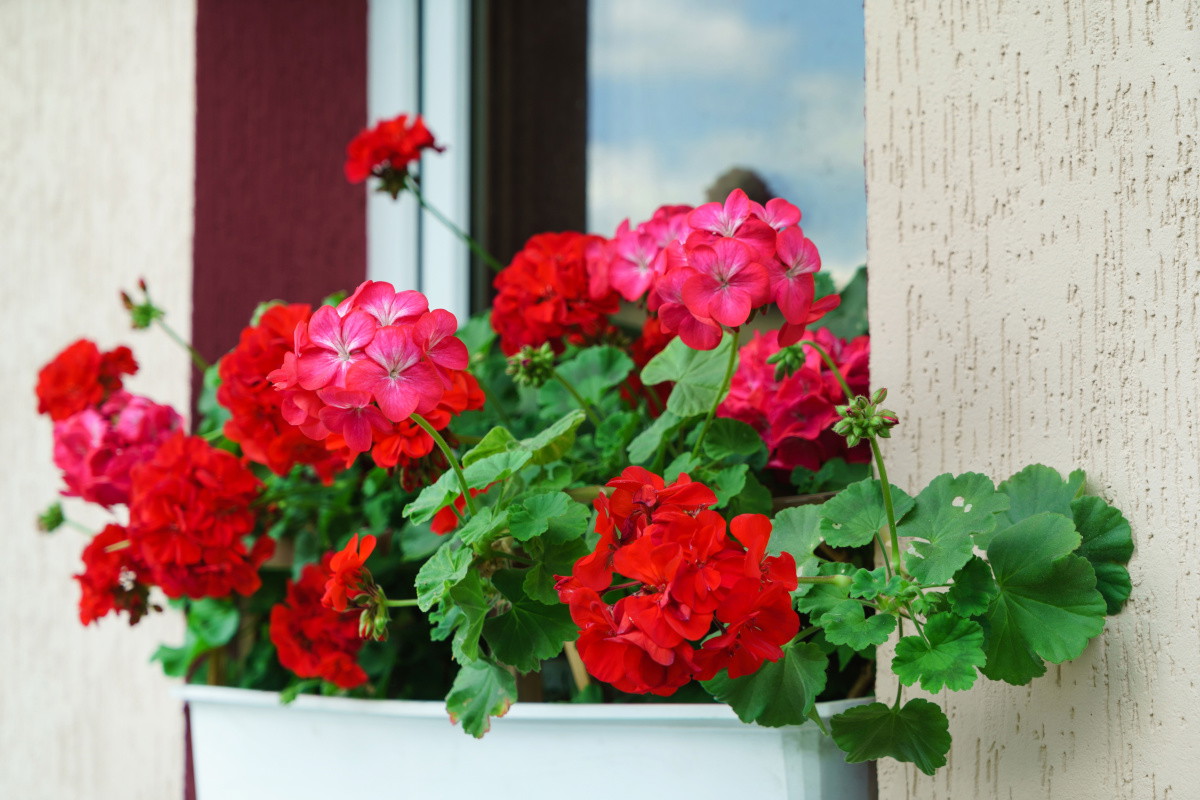 Nawóz do pelargonii ze skórek kiwi