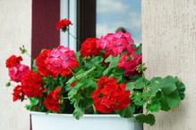 Nawóz do pelargonii ze skórek kiwi