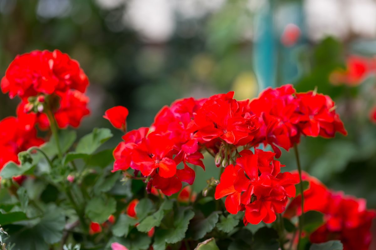nawóz do kwitnącej pelargonii ze skórek bananów