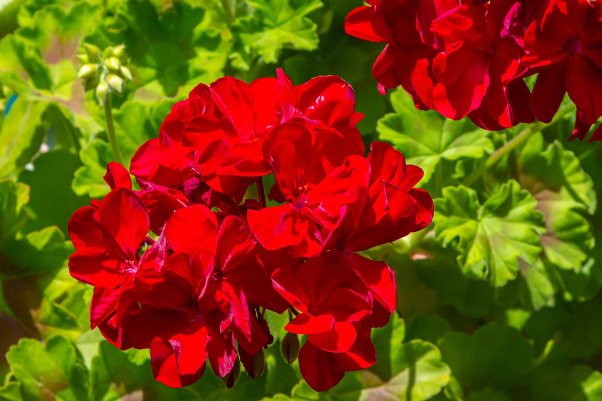 oprysk do pelargonii na mszyce z szarego mydła