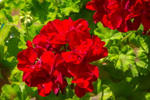 oprysk do pelargonii na mszyce z szarego mydła