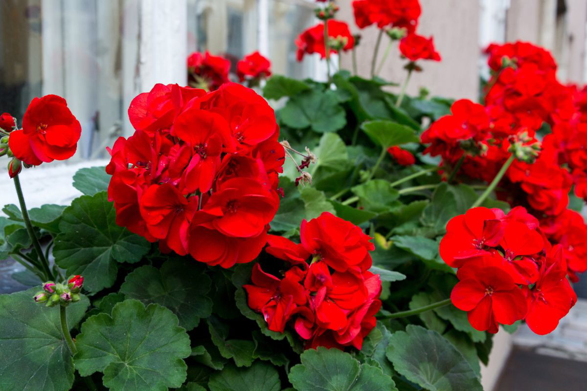 Nawóz do pelargonii z obierek jabłek
