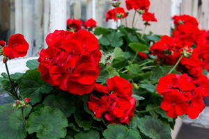 Nawóz do pelargonii z obierek jabłek