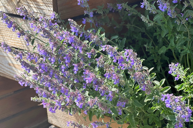Flowering plant Nepeta faassenii, catmint, Faassen's catnip in garden.