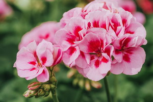 Nawóz do pelargonii z płatków owsianych