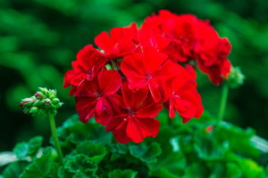 Nawóz do pelargonii z ziemniaka