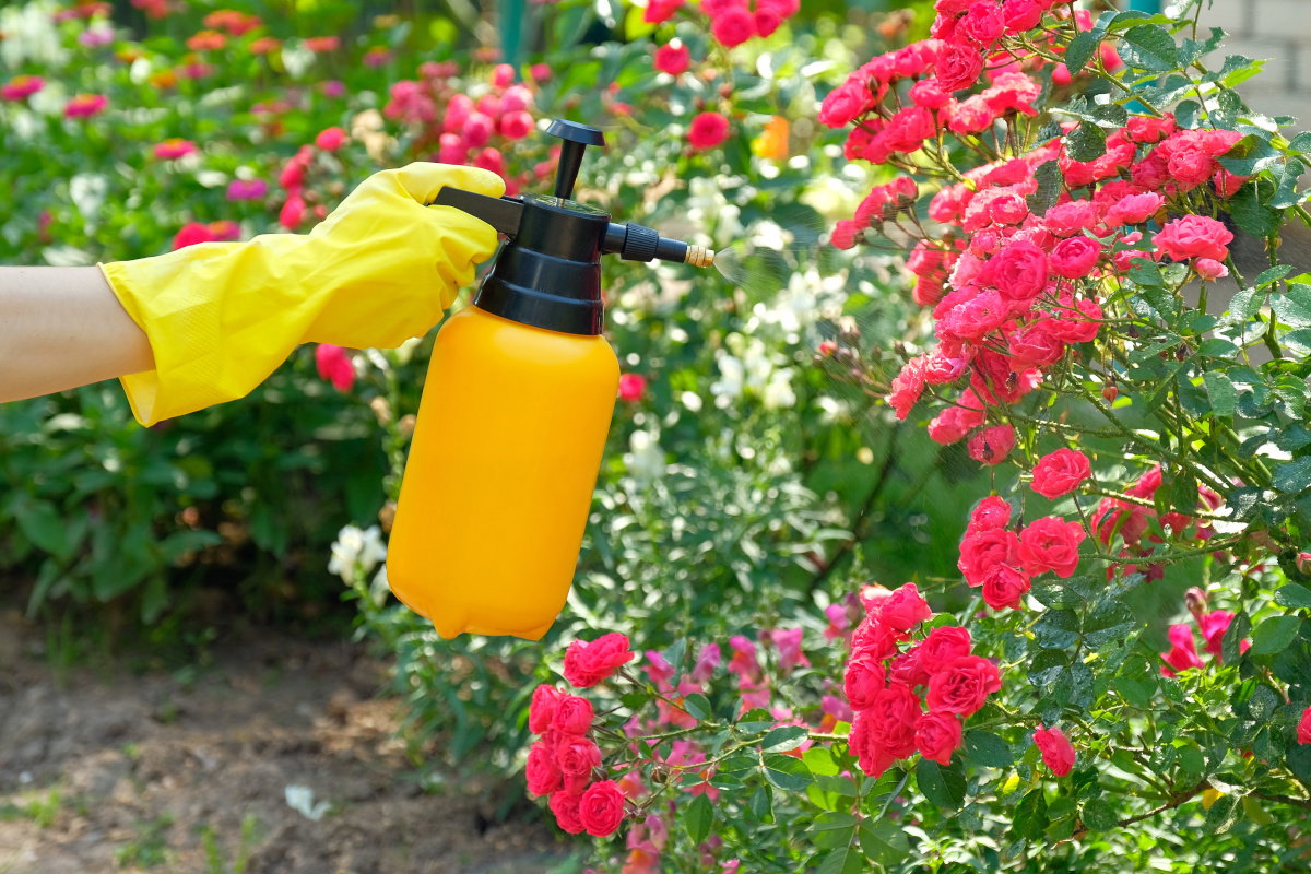 Oprysk ze skórek pomarańczy