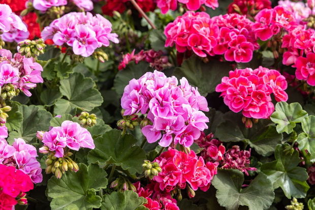 Nawóz do pelargonii ze skorupek jaj jak zrobić