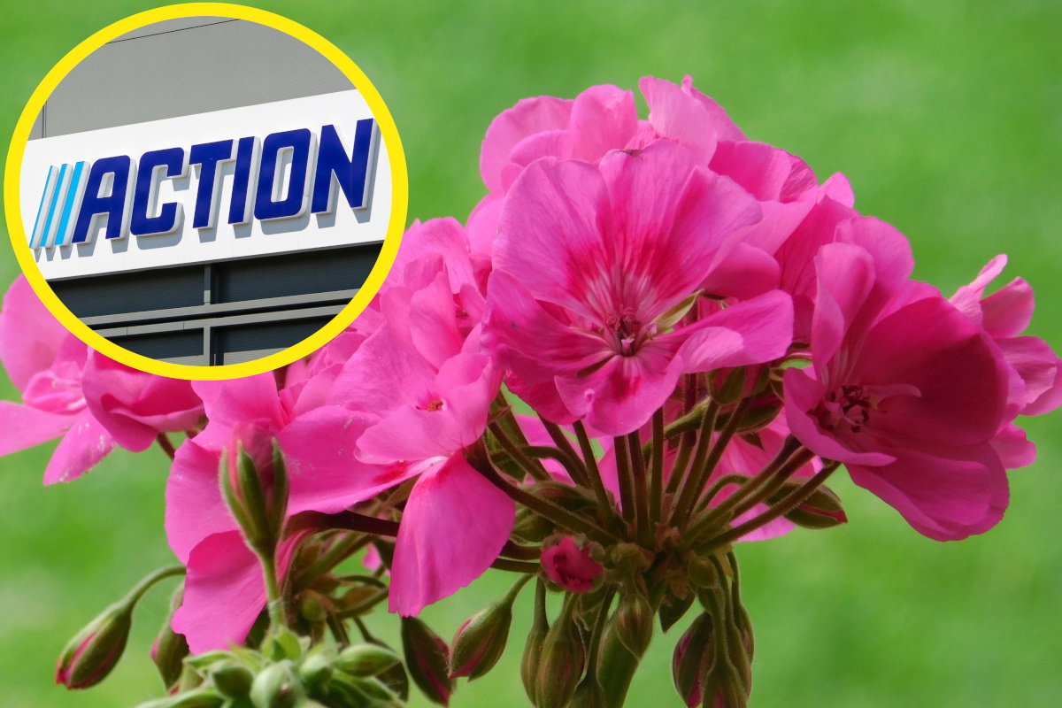 Porcelanowe doniczki do pelargonii z Action