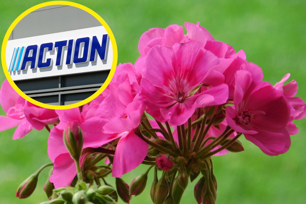 Porcelanowe doniczki do pelargonii z Action