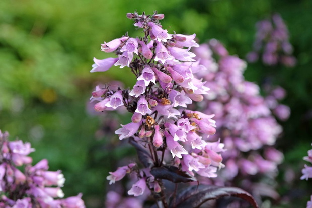 Penstemon uprawa