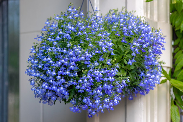wiszące kwiaty do ogrodu lobelia