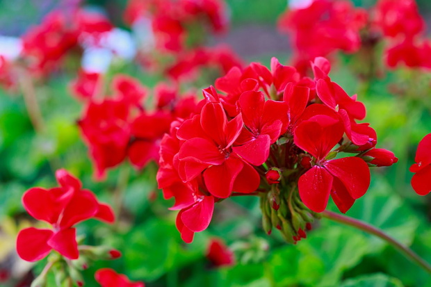 Nawóz do pelargonii z rumianku