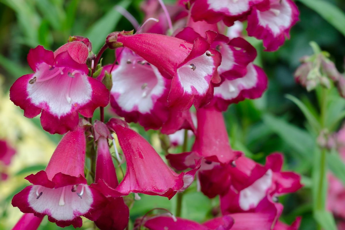 Penstemon