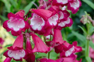 Penstemon