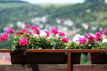 Nawóz do pelargonii z mniszka lekarskiego