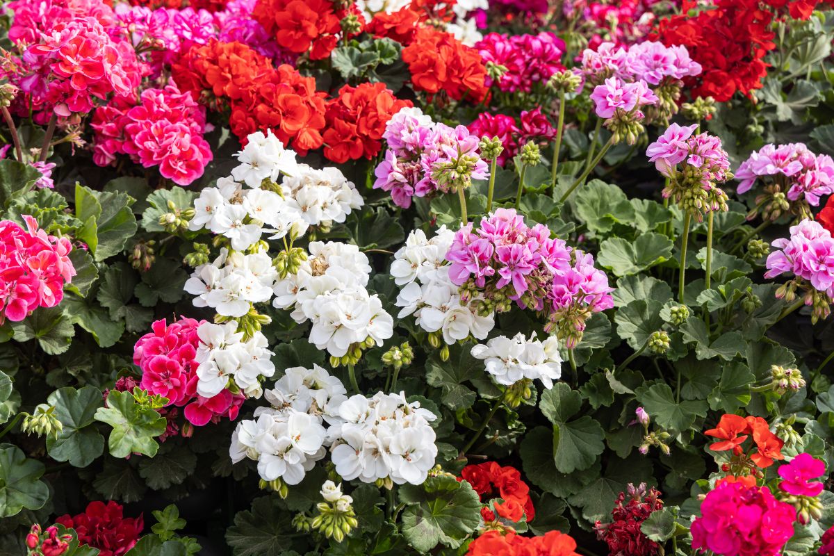 Nawóz do pelargonii z rumianku przepis