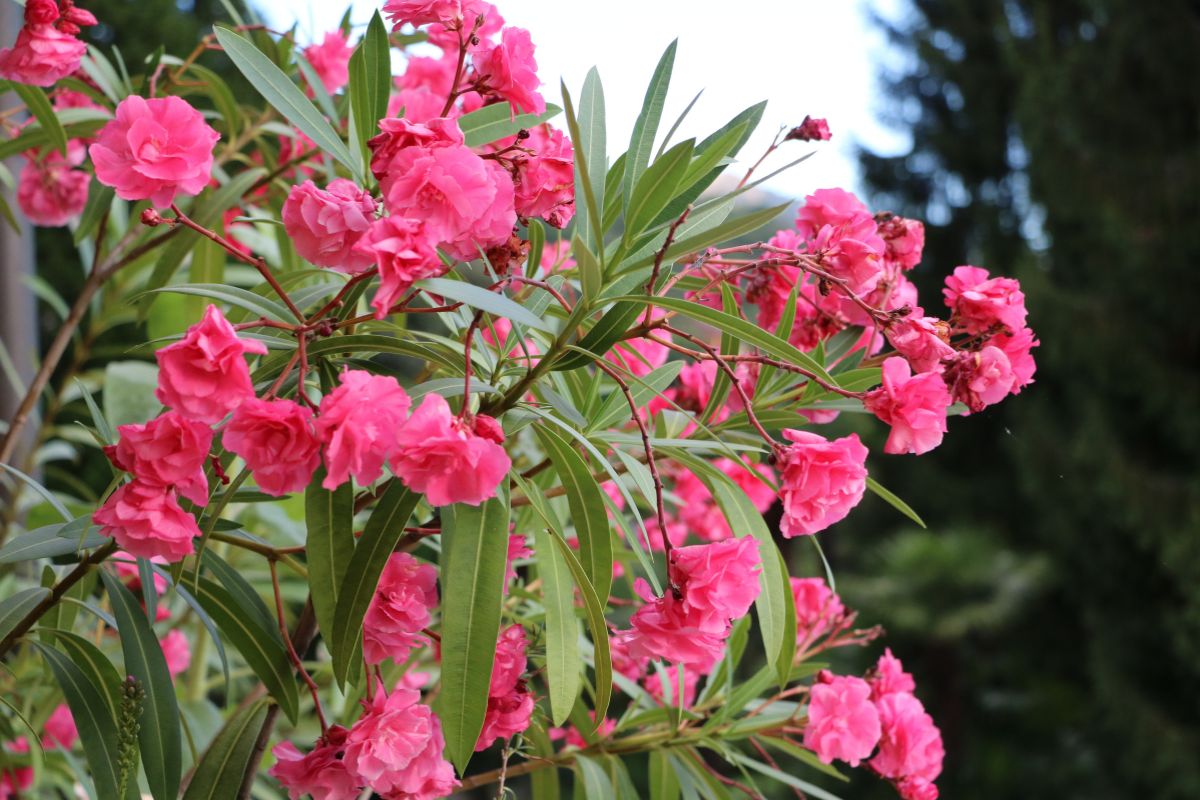 kiedy sadzić oleander