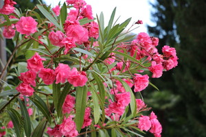 kiedy sadzić oleander