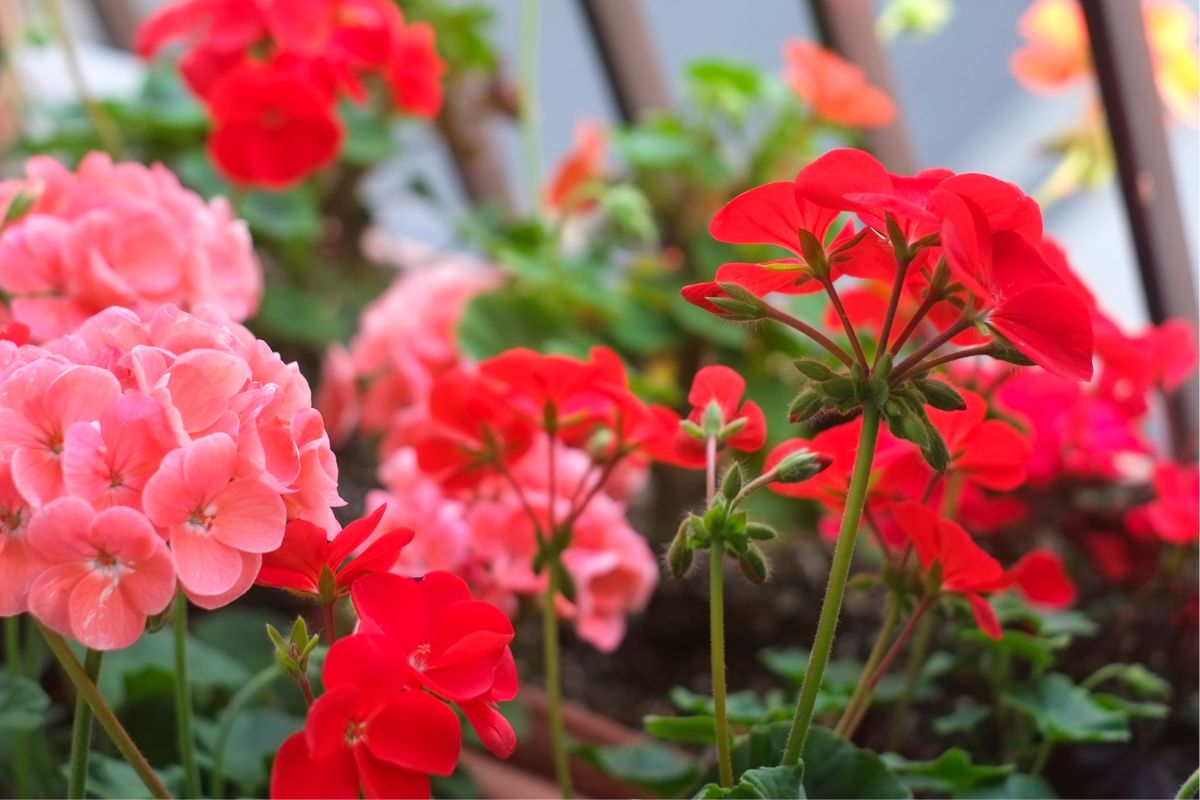 Nawóz z jodyny do pelargonii