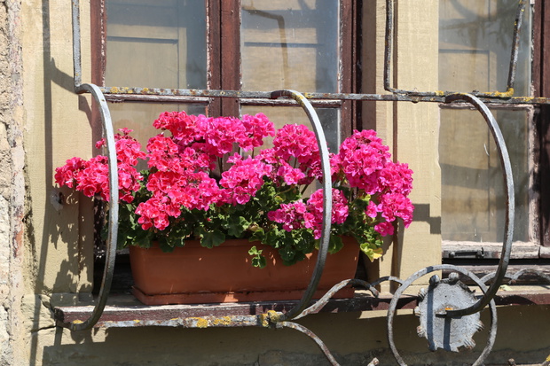 nawóz do pelargonii ze skórek awokado