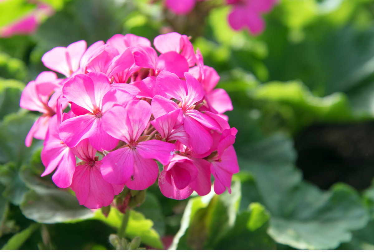 nawóz do pelargonii ze skórek awokado