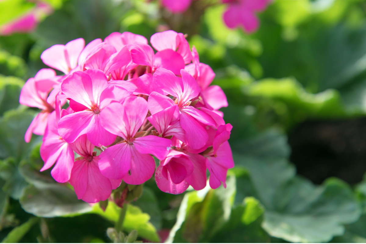 nawóz do pelargonii ze skórek awokado