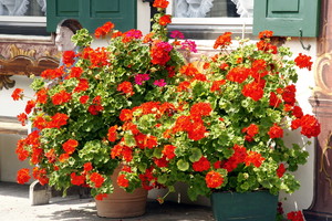 oprysk na mszyce do pelargonii