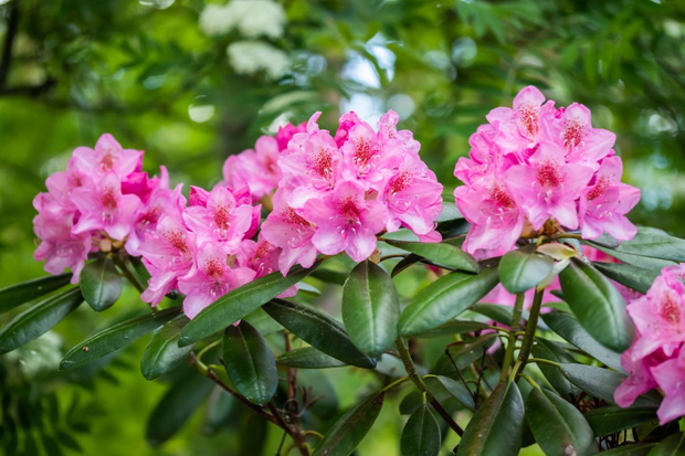 Nawóz do rododendronów z fusów kawy jak zrobić