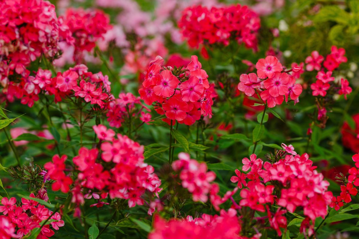 Nawóz do pelargonii z łupin orzecha włoskiego