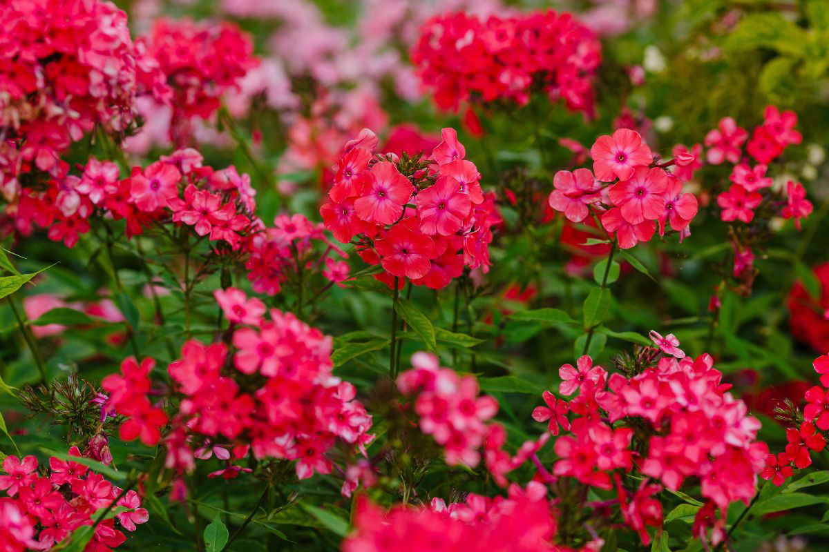 Nawóz do pelargonii z łupin orzecha włoskiego