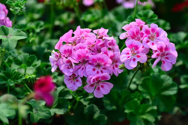 Nawóz do pelargonii z łupin orzecha włoskiego jak zrobić